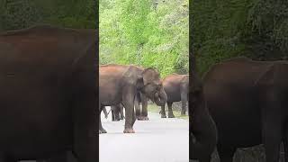 Wild elephants often block highways halting traffic for hourselephant [upl. by Gherardi]