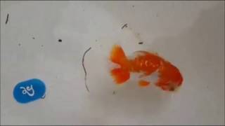 Beautiful Ranchu Goldfish – Top View Tosai Ranchu at Annual Siam Ranchu Championship [upl. by Inohtna]