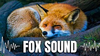 FOX SOUNDS EFFECT  Sounds of Foxes Screaming Barking and Laughing [upl. by Yokoyama826]