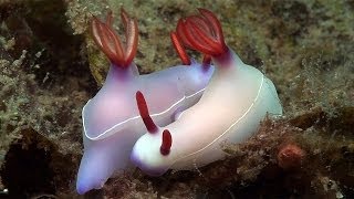 Mucky Secrets  Part 19  Sea Slugs Feeding amp Mating  Lembeh Strait [upl. by Cornell]