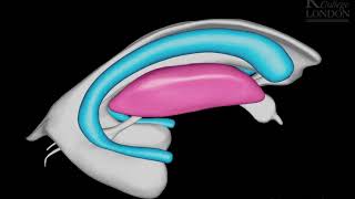 basal ganglia 3D animation [upl. by Attenrad]