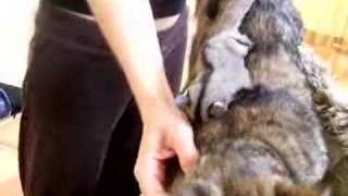 sugar glider on cat [upl. by Yllib]