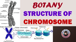 STRUCTURE OF CHROMOSOME  Botany4th semesterPAPER2  HSR BIOINFO [upl. by Akcemat]