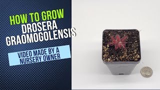 Drosera Graomogolensis Grow Guide OLD [upl. by Yrac]