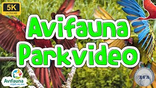 Avifauna Parkvideo 5K 60fps [upl. by Doniv875]