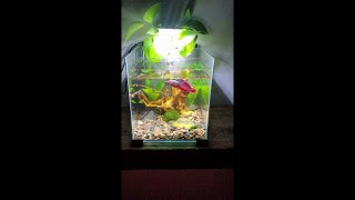 Top Fin Retreat 25 gallon Aquarium project rescue betta new tank set up [upl. by Chicoine547]