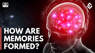 How Are Memories Created amp Stored Brain Anatomy Explained [upl. by Aniryt938]