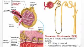 Chapter 25 and 26 Video Disorders of Renal Function [upl. by Alaehs310]