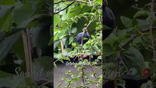 Sound of a Swamphen birds swamphen nature birdchirping [upl. by Namad]