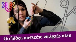 Orchidea metszése és visszavágása virágzás után  Mit tegyünk ha levirágzott a lepkeorchidea [upl. by Flanders]