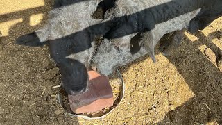 Giving the cows some salt blocks they go crazy [upl. by Antsirhc]