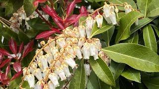 Pieris Japonica In Blooms  April 29 [upl. by Dragone159]