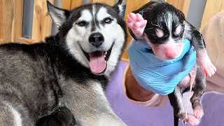 Helping My Pregnant Rescue Husky Unexpectedly Give Birth [upl. by Eimoan]