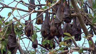 Flying Fox Bats Hanging in Their Tree Colony Waiting for the Night Aussie Wildlife Trail Cam QLD [upl. by Orazio982]