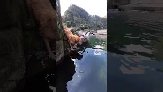 This Golden Retriever is Built for Diving 😁 [upl. by Sedrul]