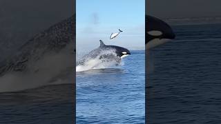 Dangerous Encounter Of Killer Orcas  whale orca ocean sea trending shortsfeed shorts [upl. by Niraj]