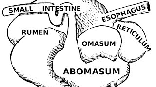 Digestive Systems of Livestock Anatomy [upl. by Ayotol]