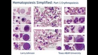 Hematopoiesis Simplified  Part 1 Erythropoiesis [upl. by Nichy112]