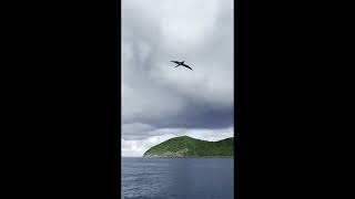 Seabird St Thomas [upl. by Acired]