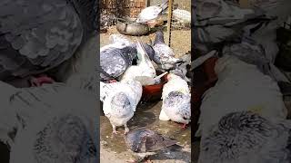 Aaj morning me kabutar ko nihla Diya pigeon kabutar shortsvideo [upl. by Ahsiekit120]