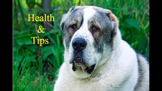 Common Health Issues in Central Asian Shepherd Dogs amp Prevention Tips [upl. by Alimak439]