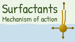 Surfactants Mechanism of Action [upl. by Introk524]