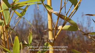 How is our BambooLogic bamboo farm in Alcoutim doing  Updates September 2024 [upl. by Chansoo599]