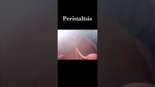 peristaltic movement [upl. by Sloatman]