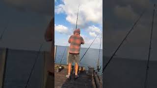 king fishing in Cornwallis wharf [upl. by Byrd3]