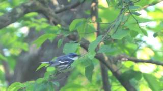 Cerulean Warbler [upl. by Eniac]