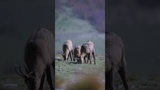 E tempo di CAMOSCI fotografianaturalistica fotografia photography shorts chamois [upl. by Obeng]