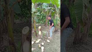 cut the banana tree foryou farming bananaplant trending agriculture agricultue bananaplantca [upl. by Eniamaj567]