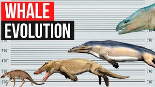 Whale Evolution  In 2 minutes [upl. by Akeret]