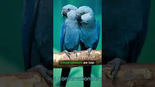 Spixs Macaw A Symbol of Hope for Conservation [upl. by Jacklyn]