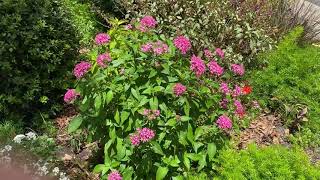 Pentas a tough plant for even the most difficult summers [upl. by Ttihw]