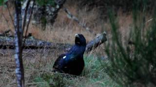 Capercaillie on Speyside Wildlife holiday [upl. by Egwan]