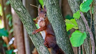 Das Eichhörnchen und die Walnuss  Squirrel and walnut [upl. by Olympie]