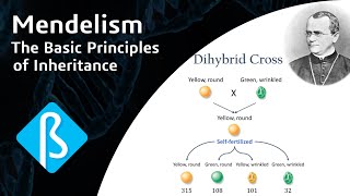 Mendelism The Basic Principles of Inheritance BI01 [upl. by Joey]