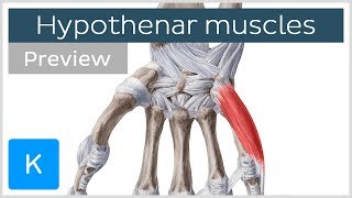 Muscles of the hand  Hypothenar muscles preview  Human Anatomy  Kenhub [upl. by Prosperus]