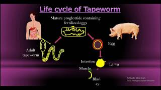 Life cycle of Tapeworm [upl. by Michey]