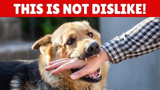 SHOCKING If Your Dog Bites Your Hand Here Is What It Actually Means [upl. by Hallsy]