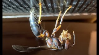 Relocating a Wild Polistes Metricus Wasp Nest into Captivity for Study [upl. by Aleik]