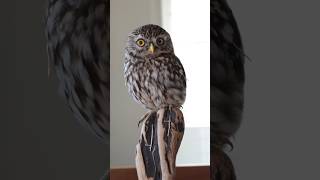 Owl bird art  trending art shorts  trending sad shorts [upl. by Ahseryt]