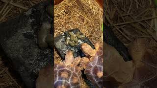 sulcata snacking time tortoise tortoiselove subscriber youtubecontent turtle youtubeislife [upl. by Eerahs710]