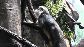 On Location The Wolfs Mona Monkey [upl. by Nahtam883]