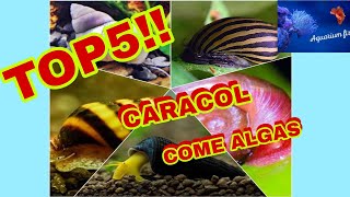 CARACOLES COME ALGAS PARA ACUARIOS [upl. by Ylla561]