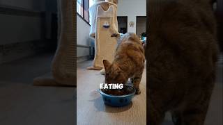 3 tips to help your cat lose weight 🐈 catvideos cat catlover [upl. by Dnomder752]