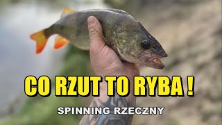 RZEKA WARTA  spinning Dużo ryb 3 gatunki w 1 dzień BEZmapy 15 spinning wędkarstwo [upl. by Phelips]