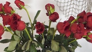 How To Revive Wilted Roses Time Lapse [upl. by Halona]