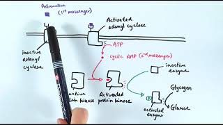 A2 Biology  Action of adrenaline OCR A Chapter 145 [upl. by Auerbach]